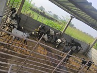 Goat Farming