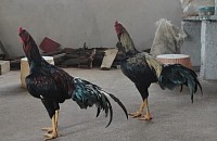 Chicken natukodi