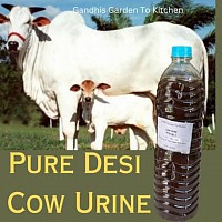 Cow urine