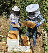 Bee Farm