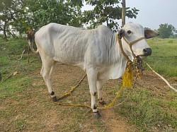 Ongole