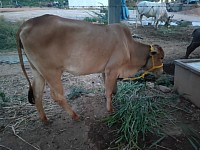 Brown cow