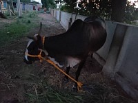 Black Cow