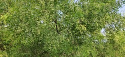Neem
