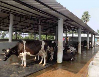 Cow shed