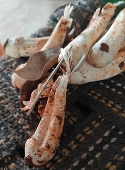 Mushroom
