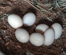 Egg