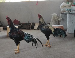 Ch