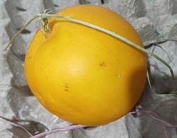Hhhg