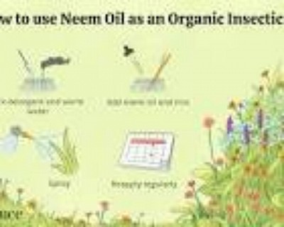 Neem