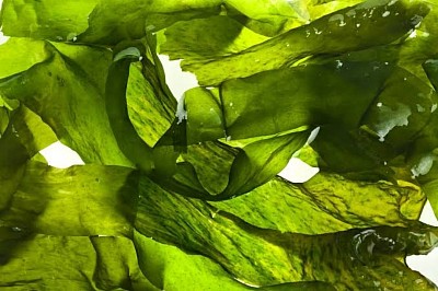 Seaweed