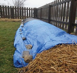 Preparing a vermicomposting windrow for winter