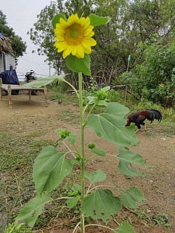 Sunflower