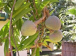 Ram seta
