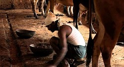 Cattle Cleaner ( Dung, Watering, etc...)